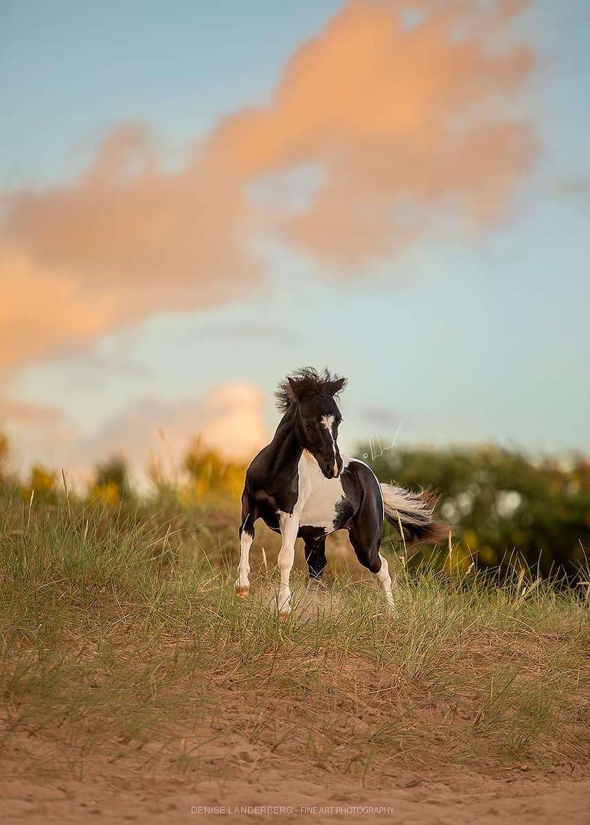 Horse gallery photo 9