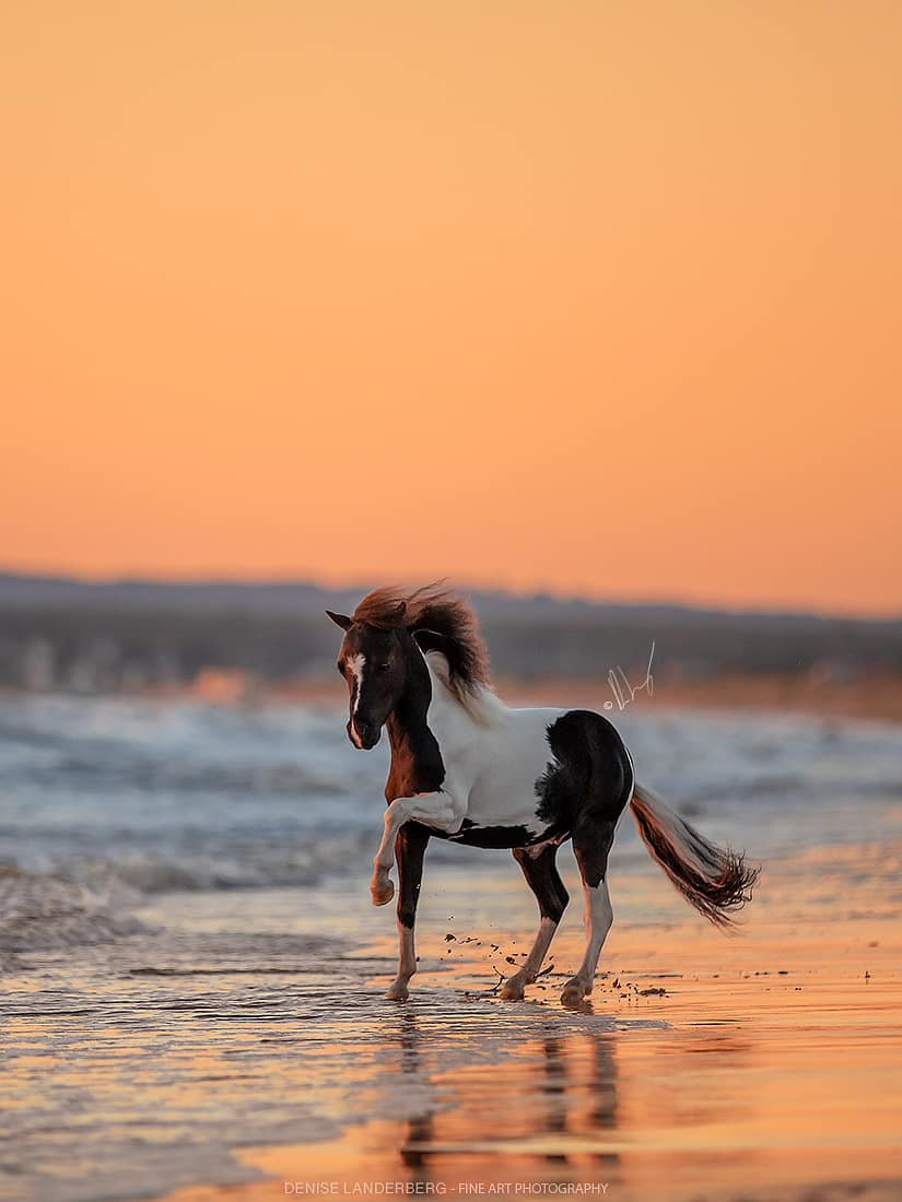 Horse gallery photo 14