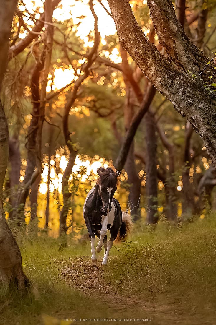 Horse gallery photo 13