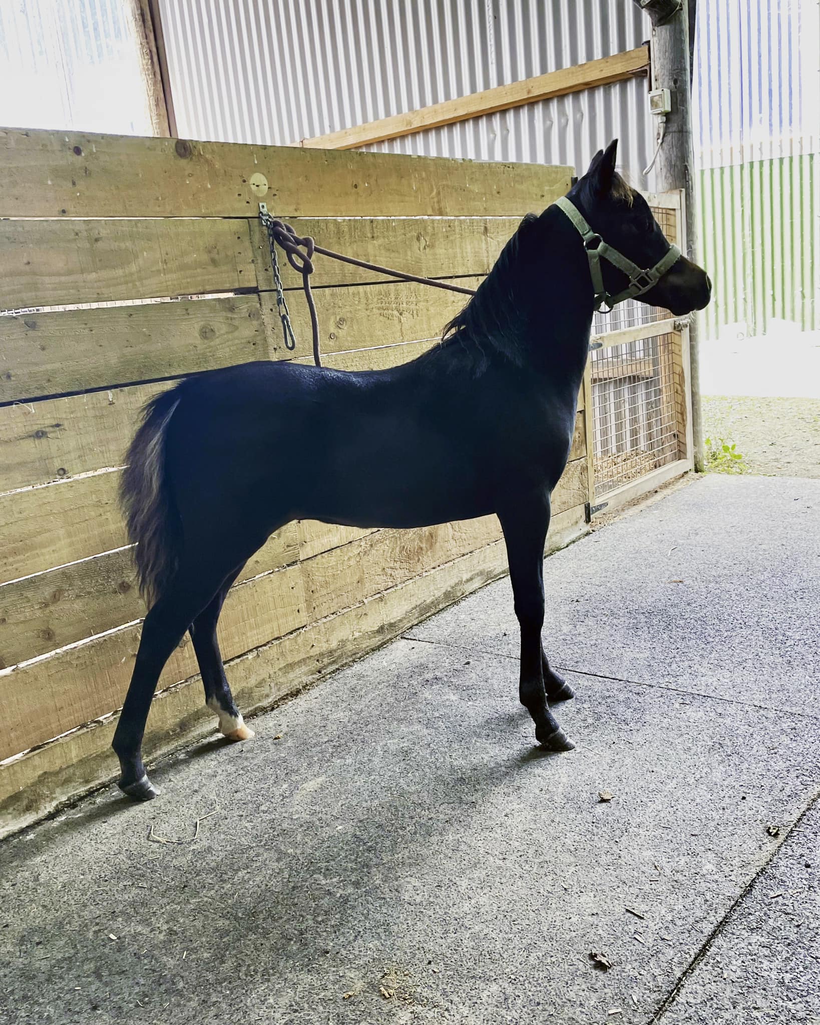 Horse gallery photo 7