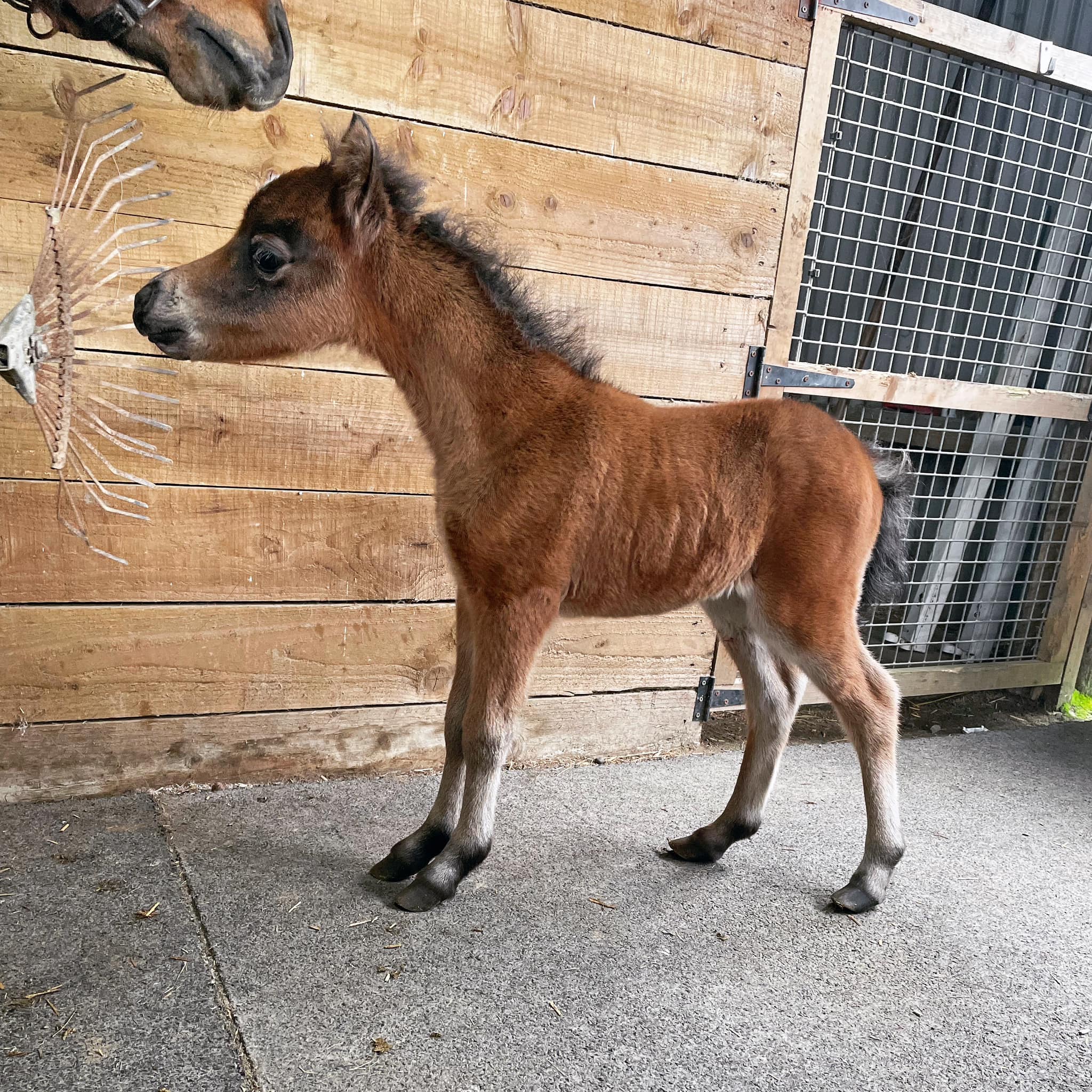 Horse gallery photo 12