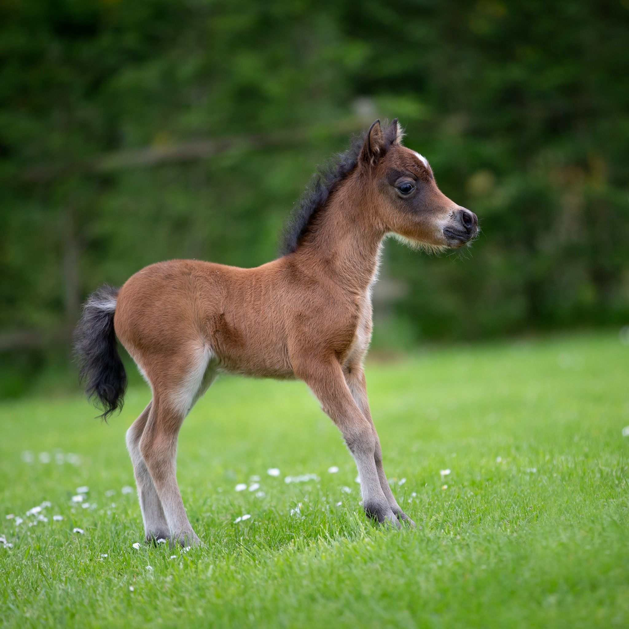 Horse gallery photo 6