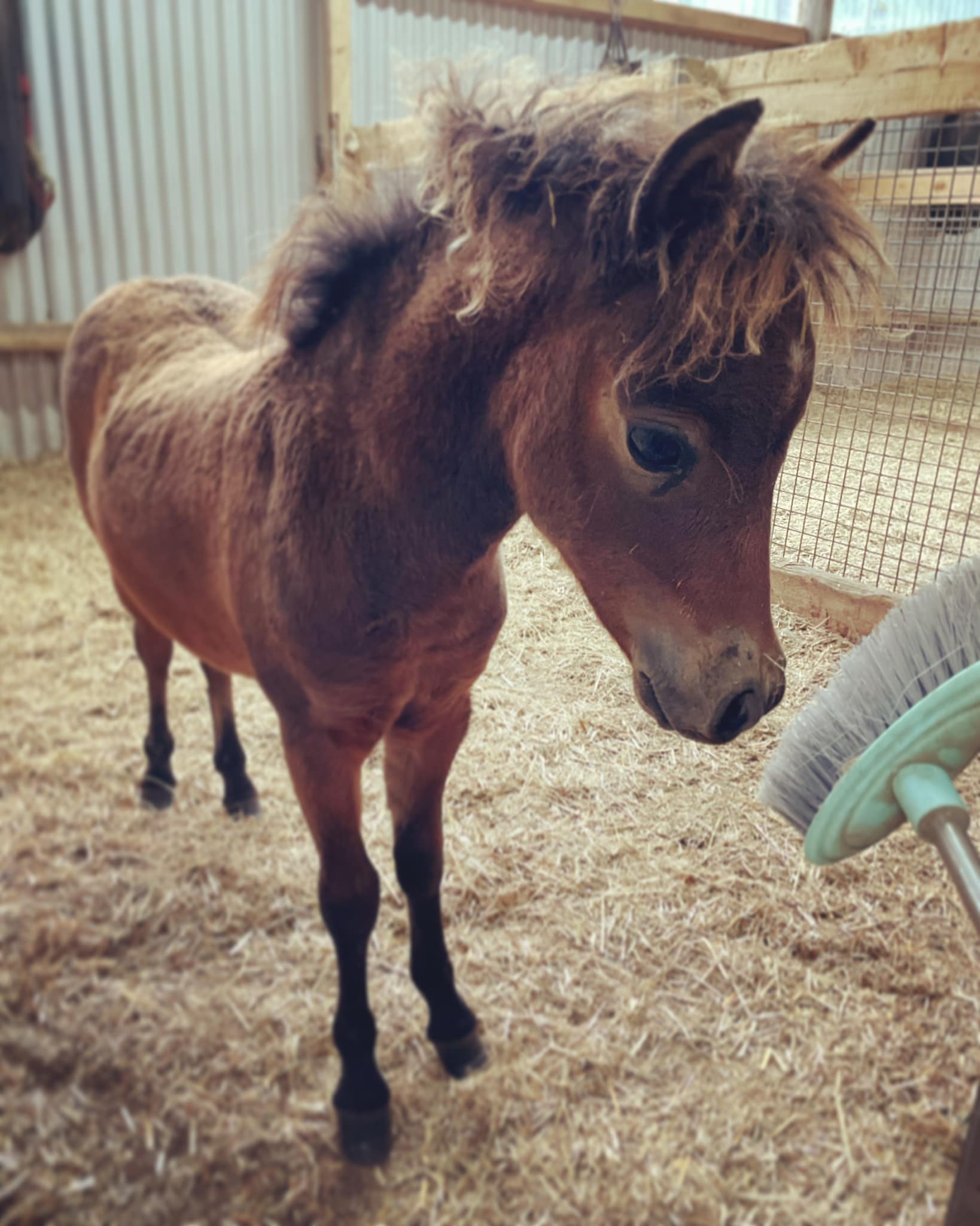Horse gallery photo 1
