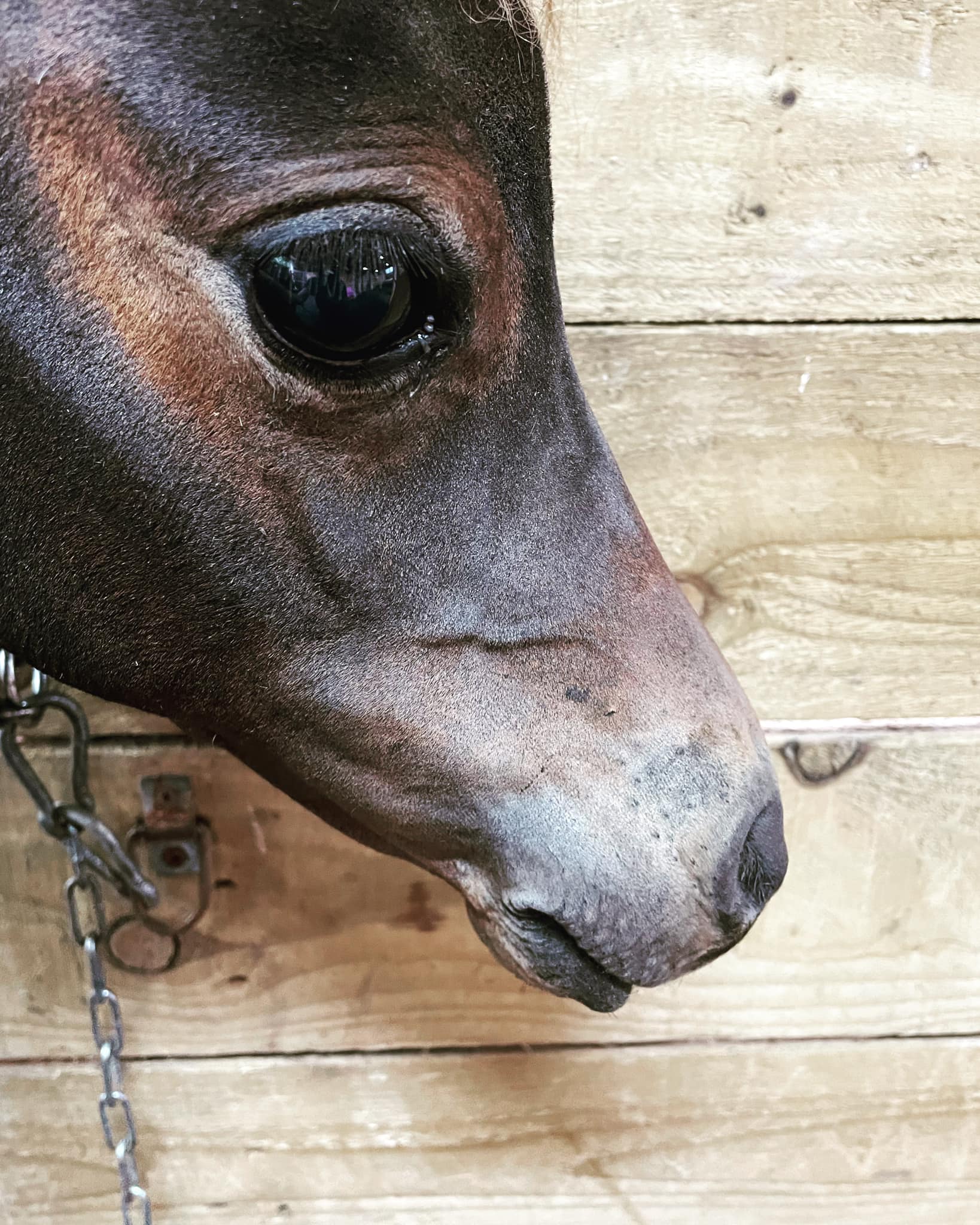 Horse gallery photo 9
