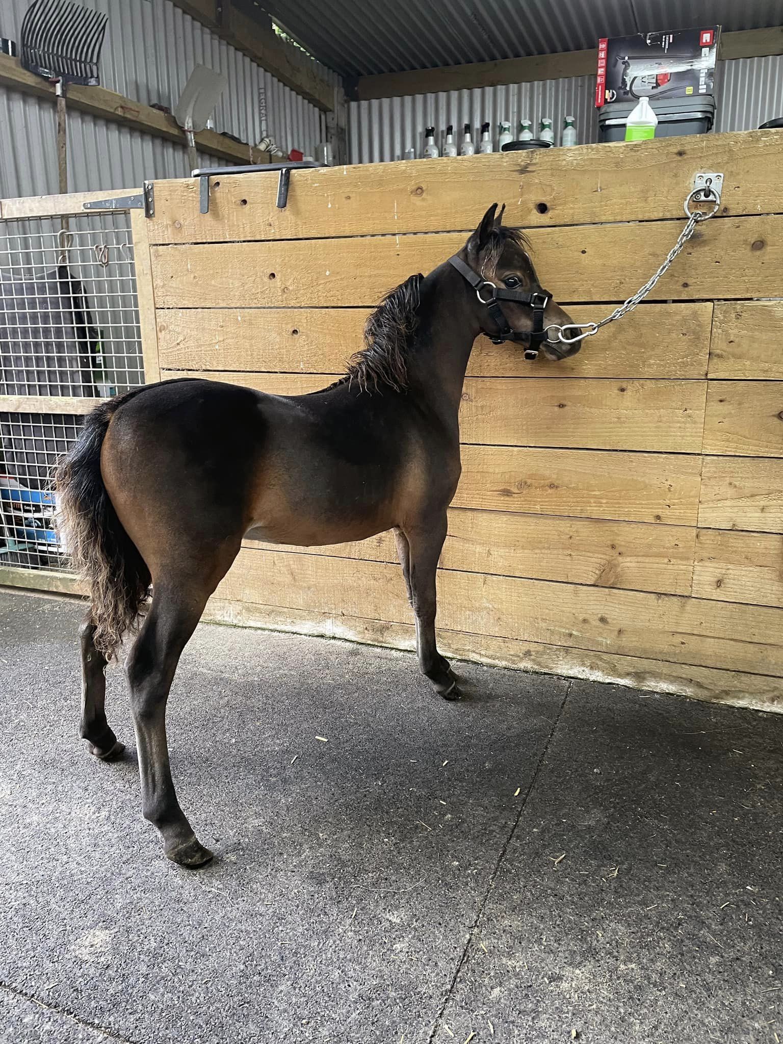 Horse gallery photo 11