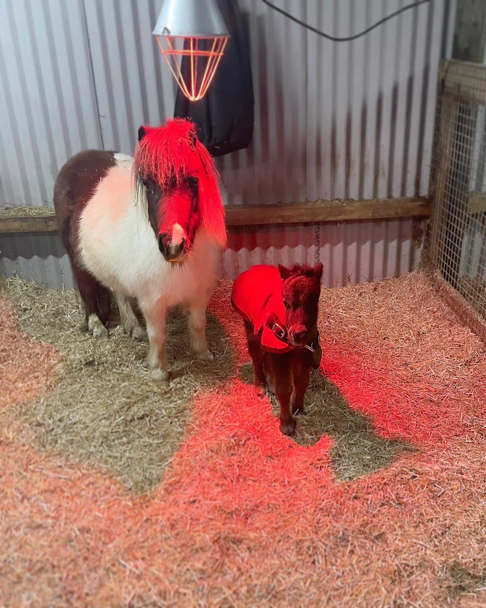 Horse gallery photo 8