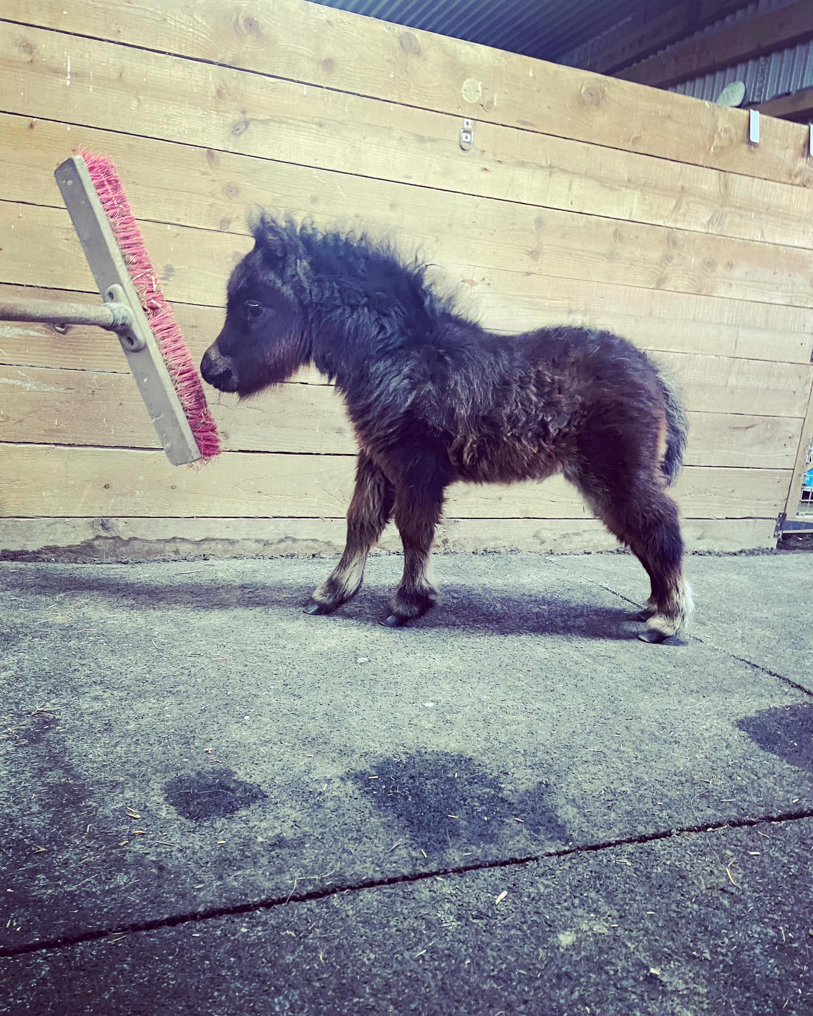 Horse gallery photo 7