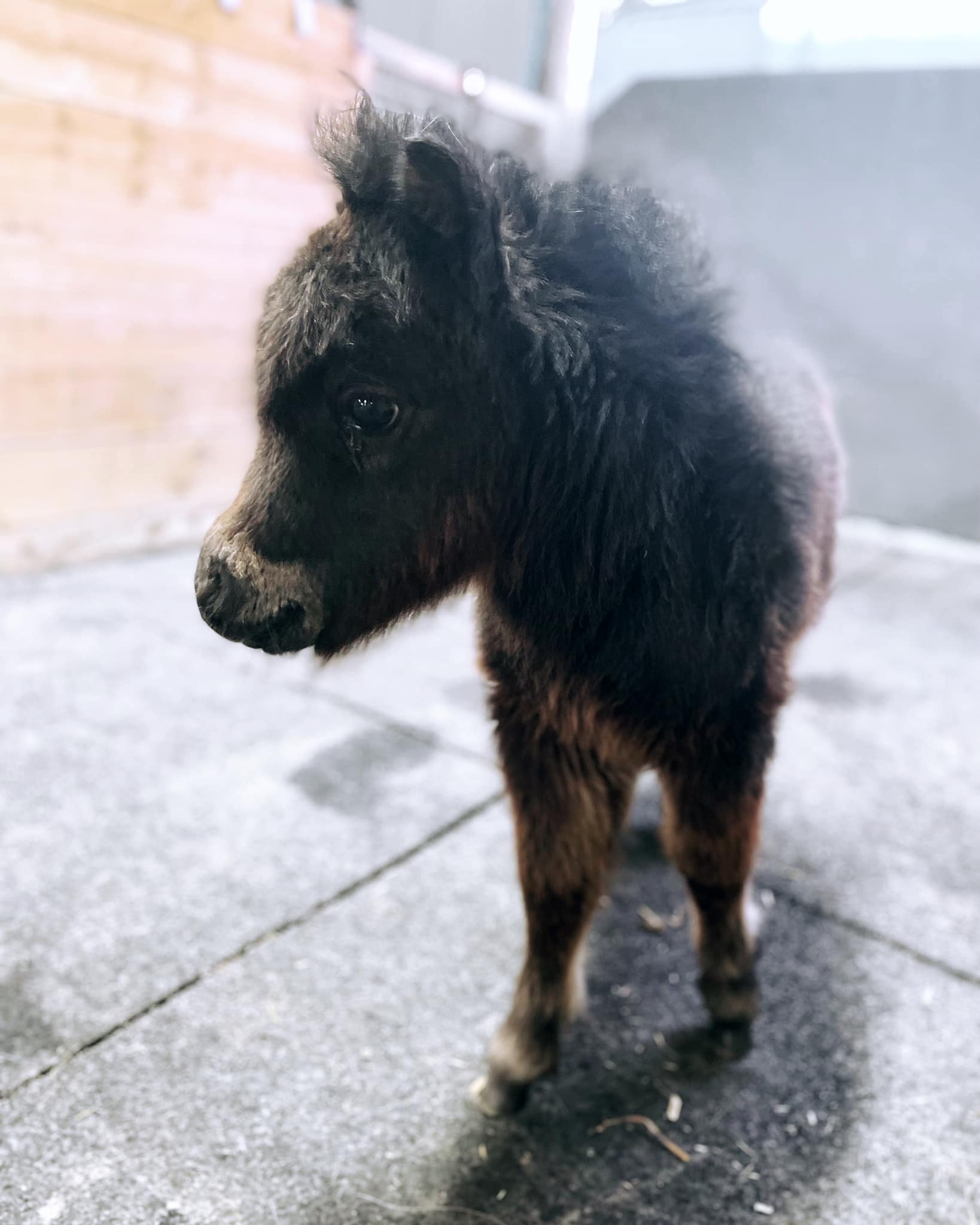 Horse gallery photo 4