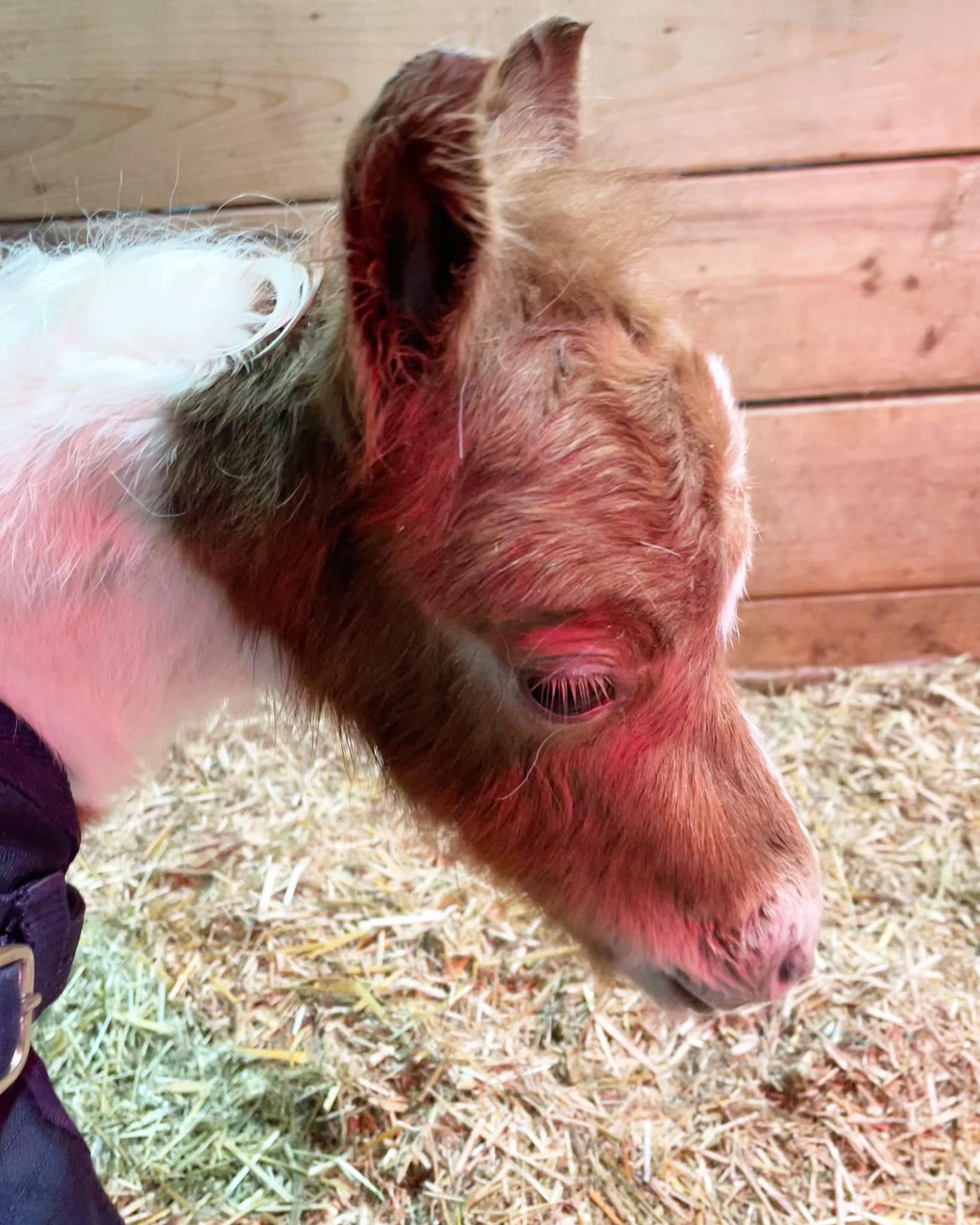 Horse gallery photo 7