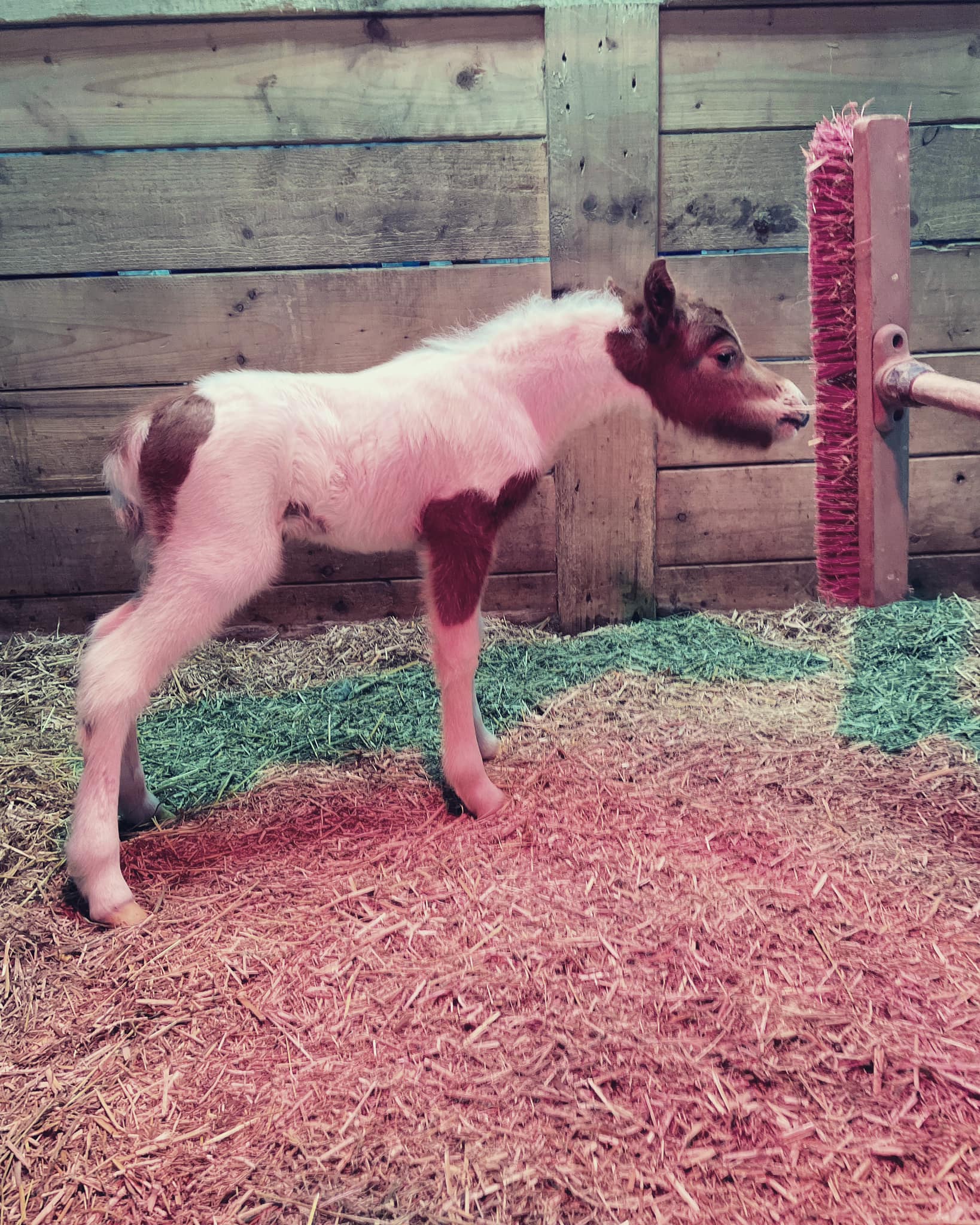 Horse gallery photo 10
