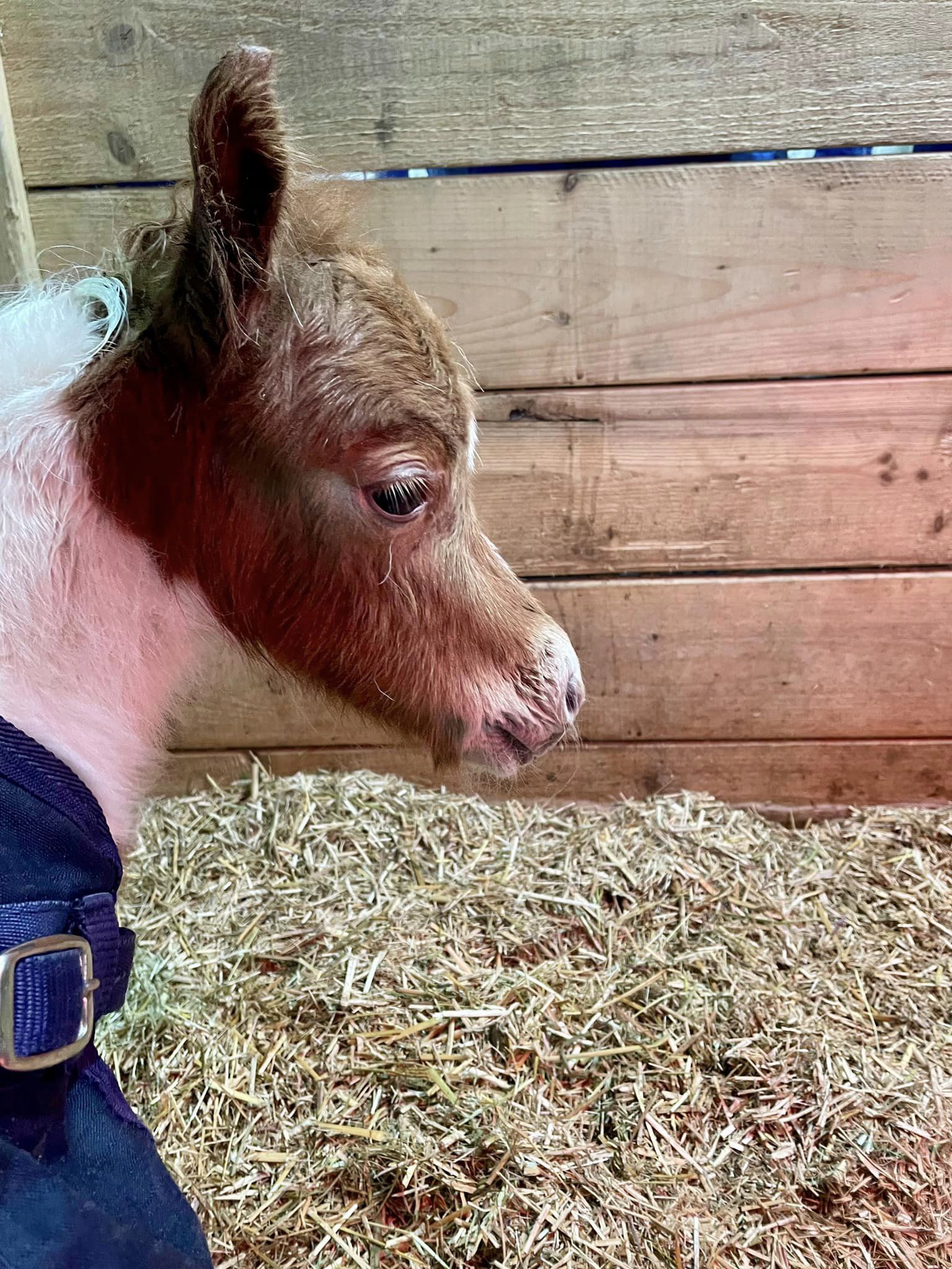 Horse gallery photo 1