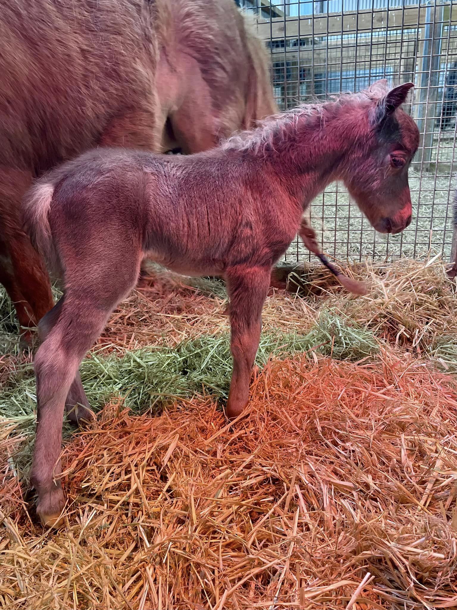 Horse gallery photo 11