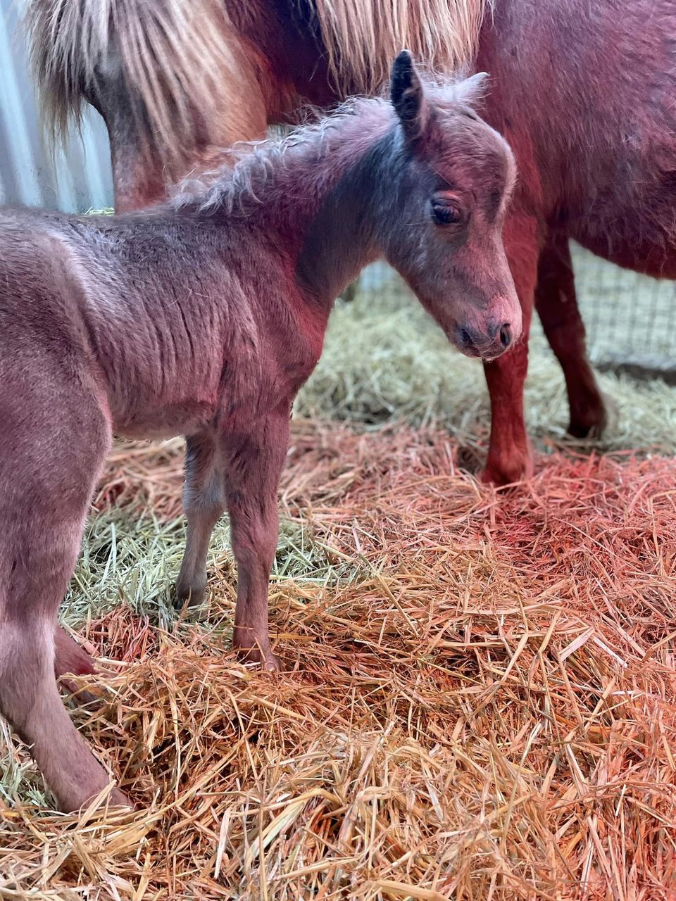 Horse gallery photo 1