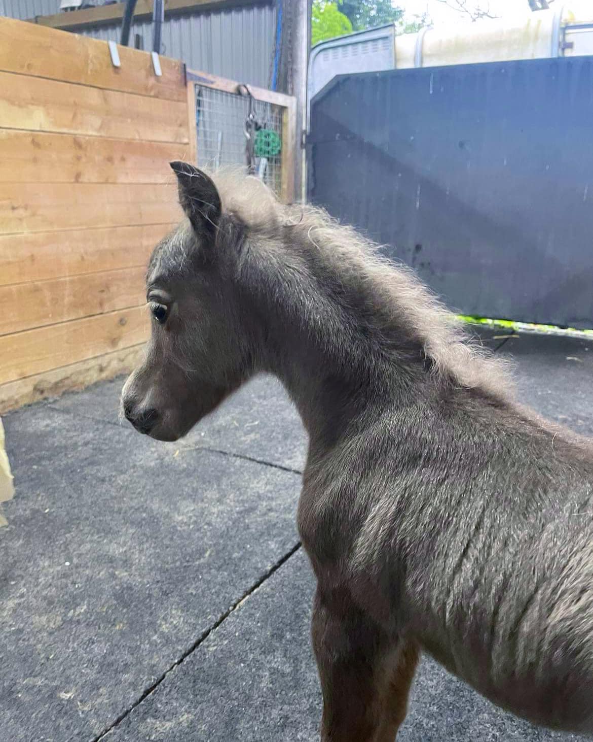 Horse gallery photo 6
