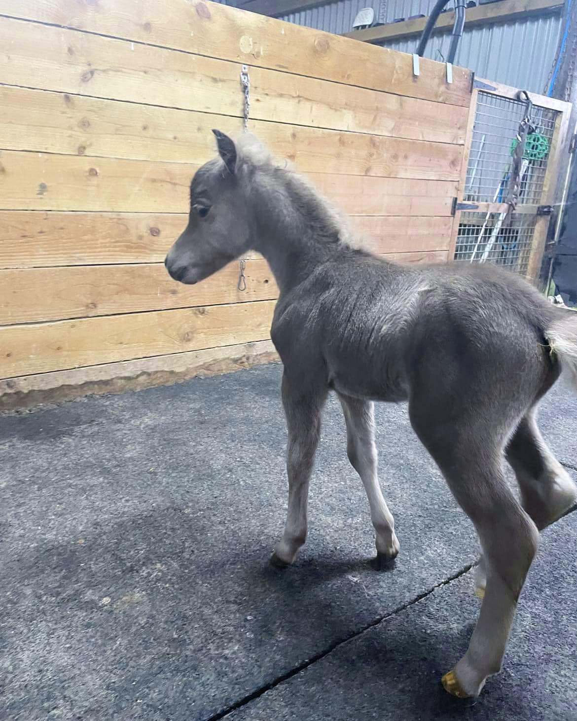 Horse gallery photo 2