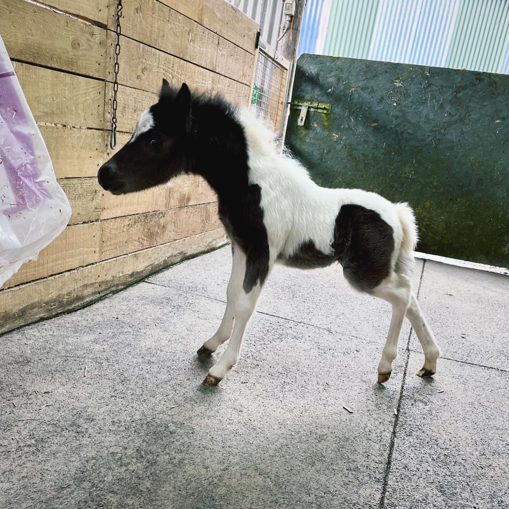 Horse gallery photo 2