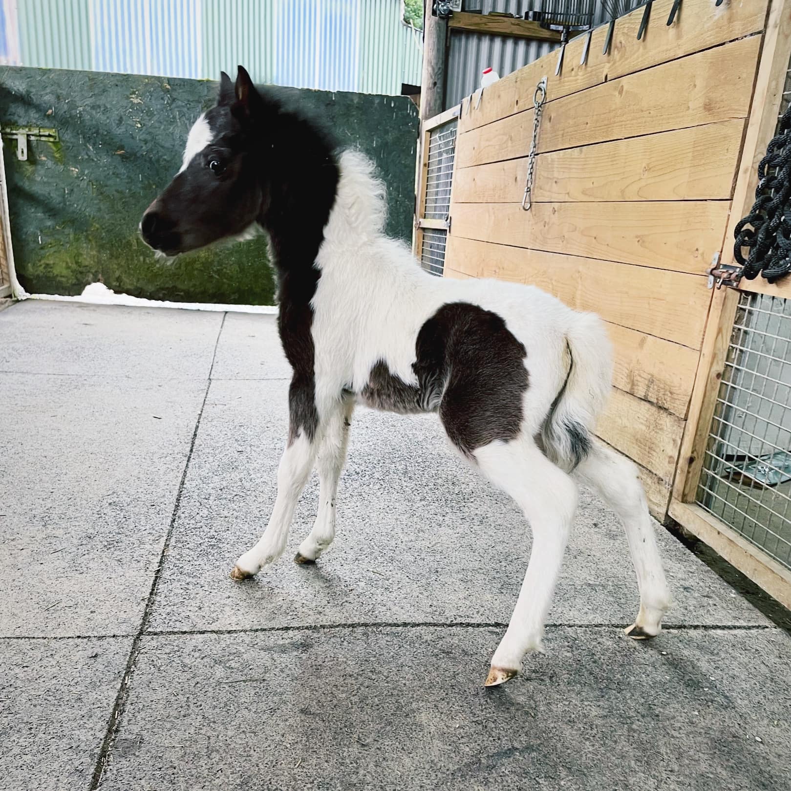 Horse gallery photo 4