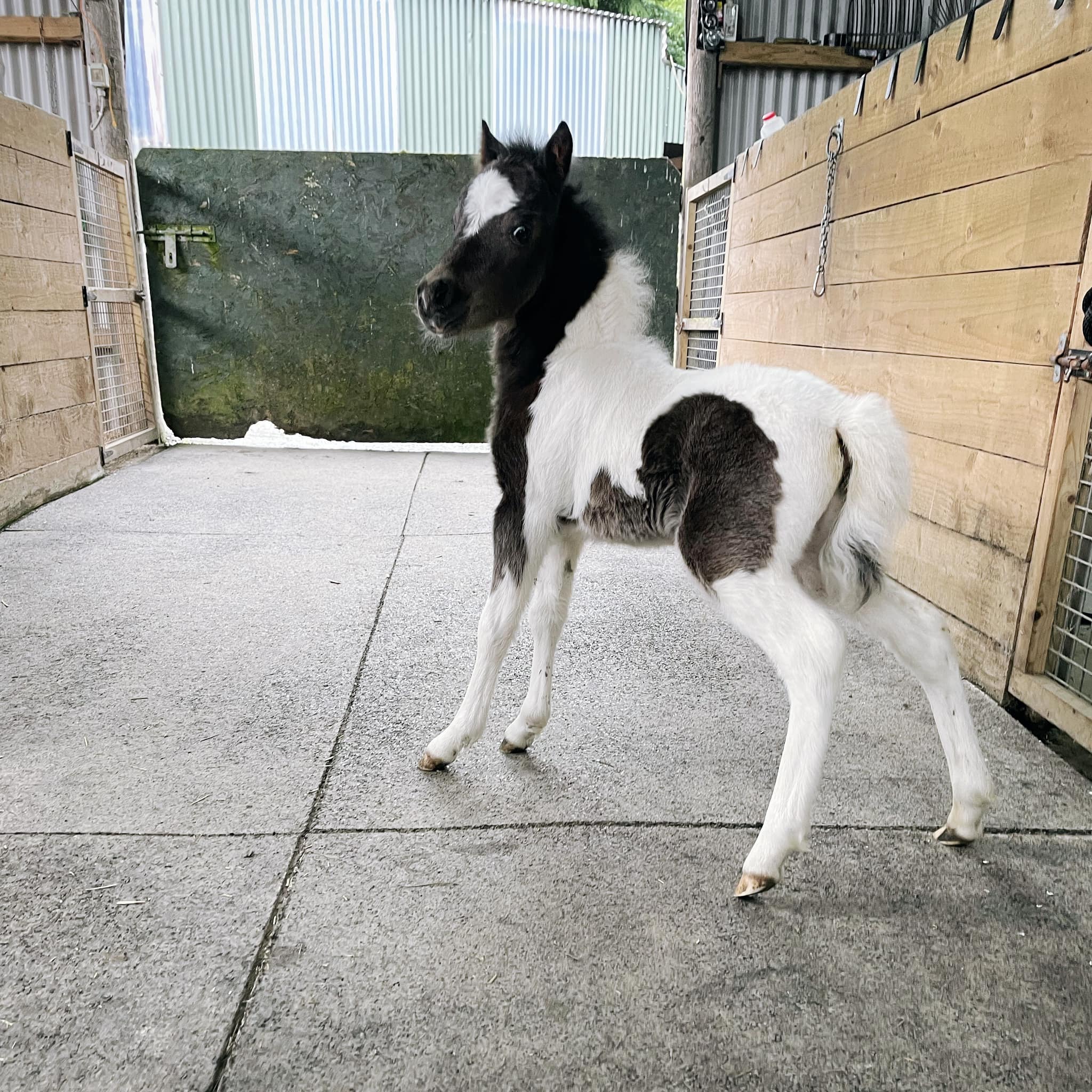 Horse gallery photo 1