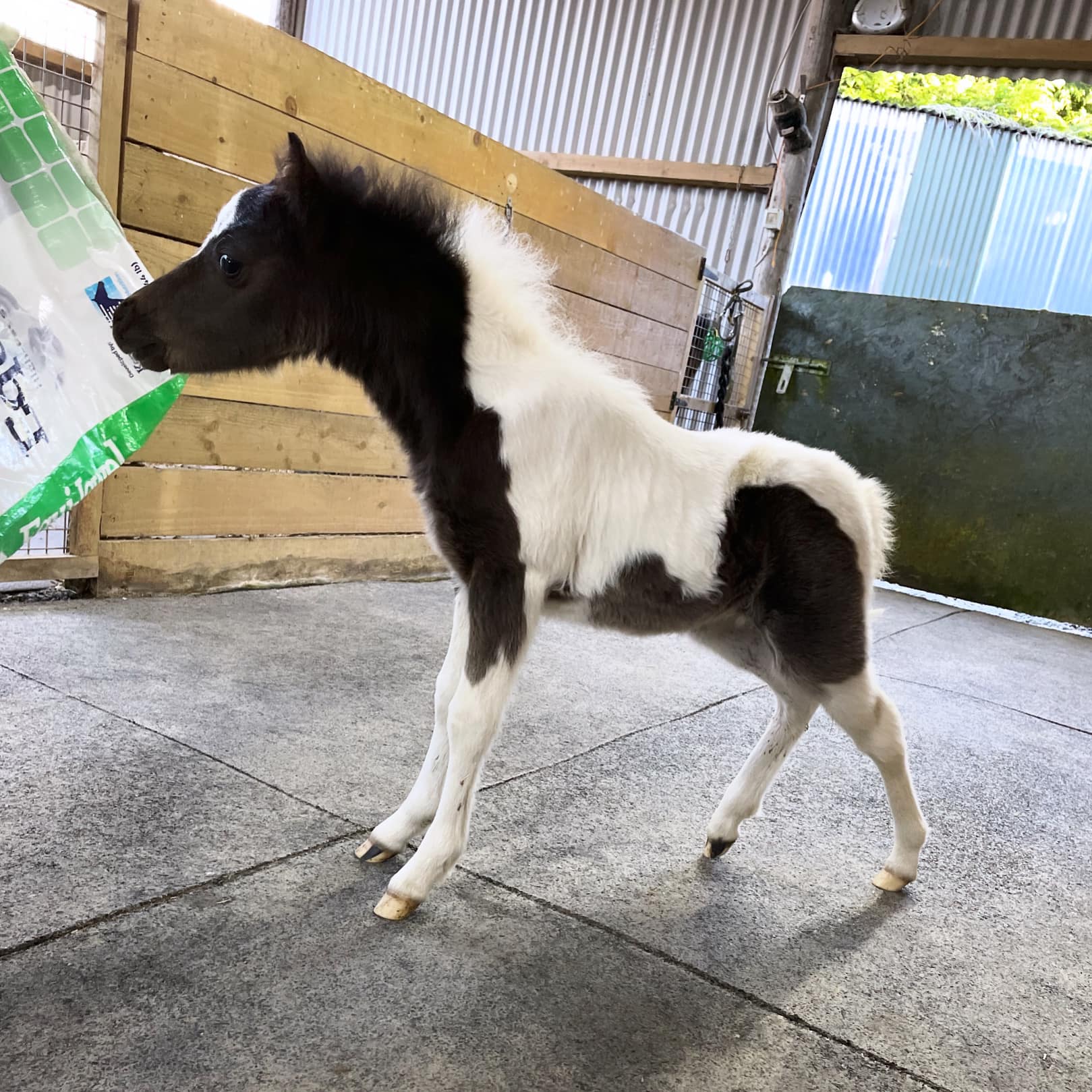 Horse gallery photo 3