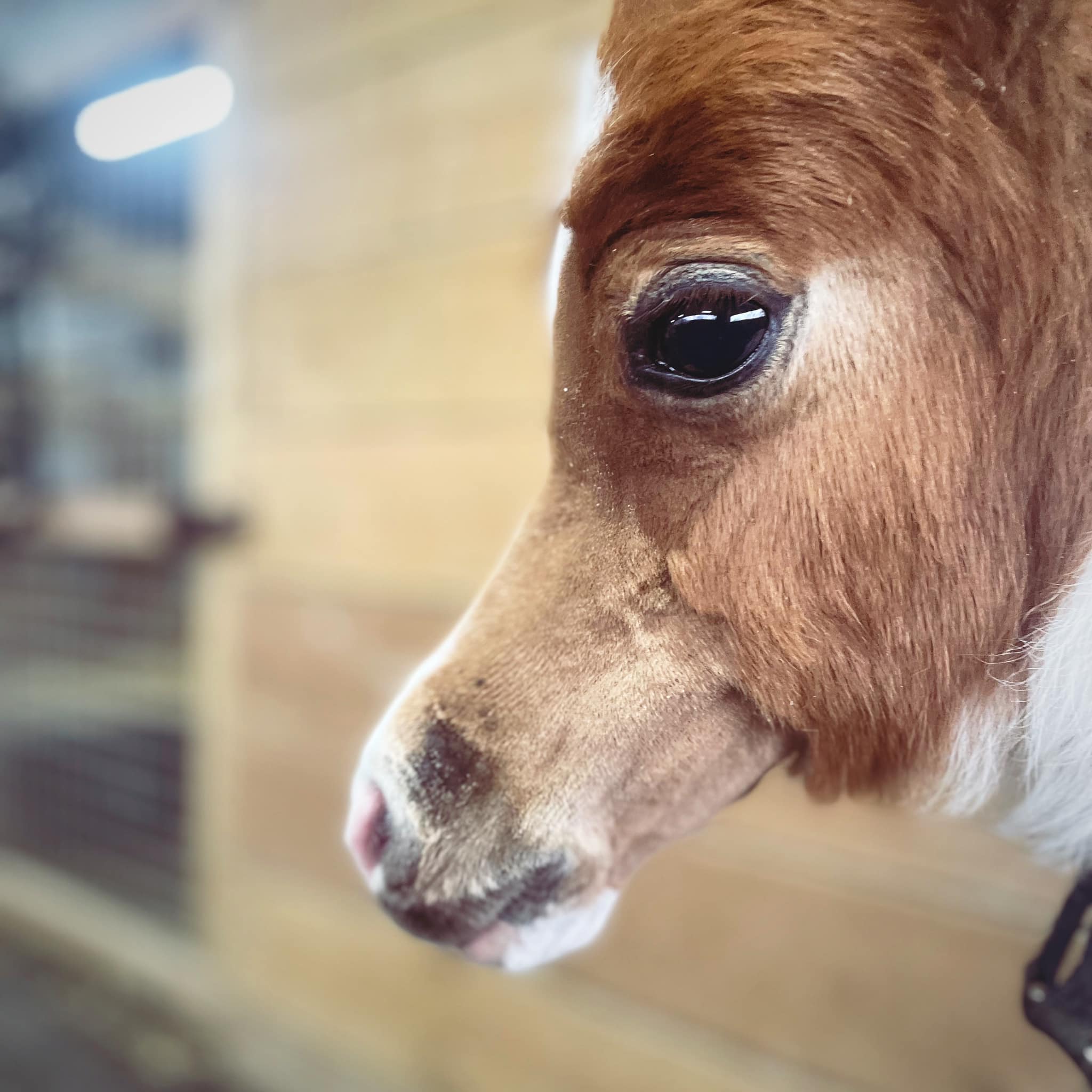 Horse gallery photo 5