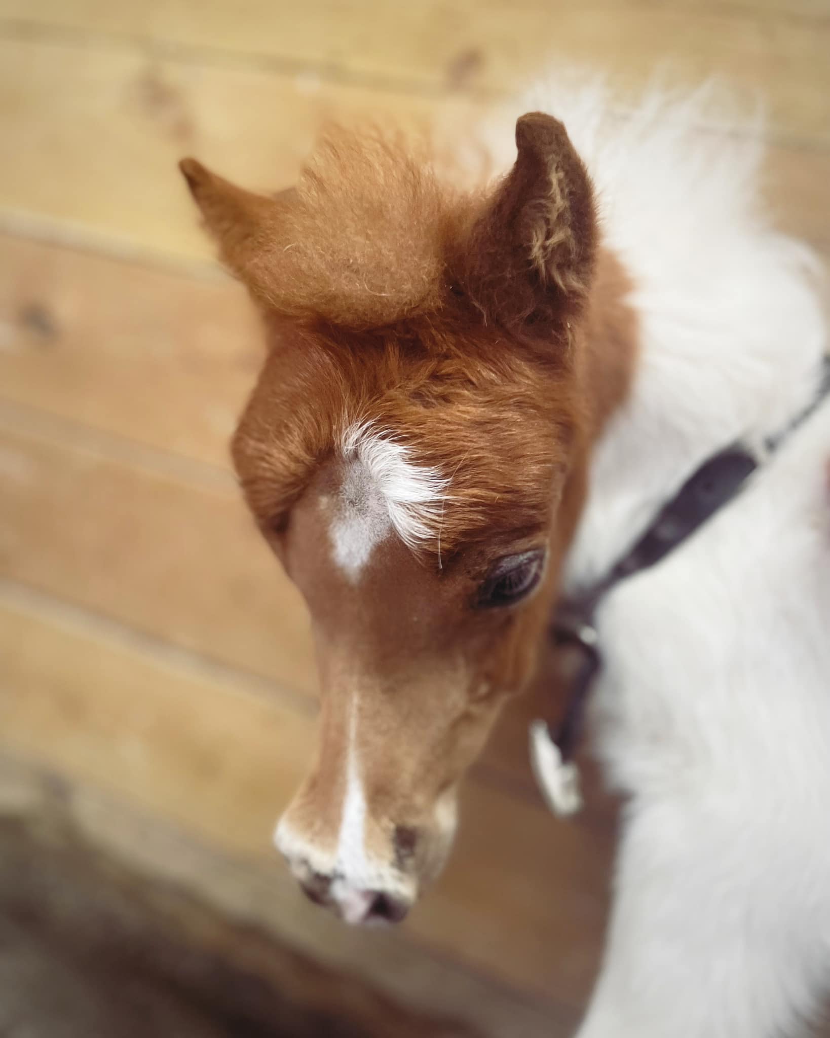 Horse gallery photo 12