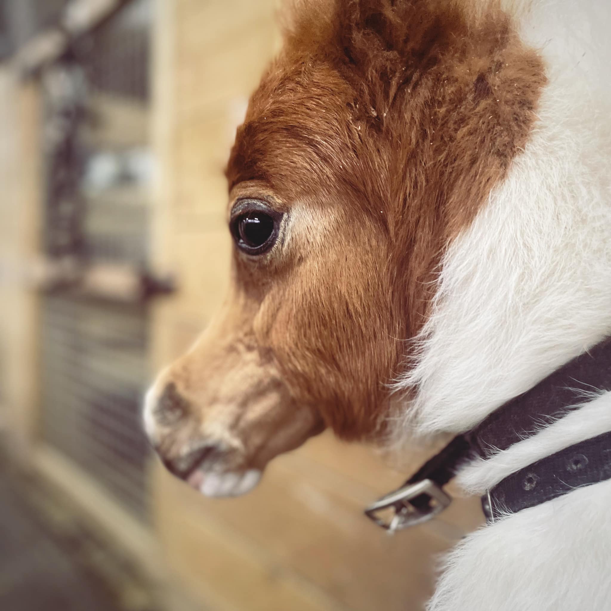 Horse gallery photo 4