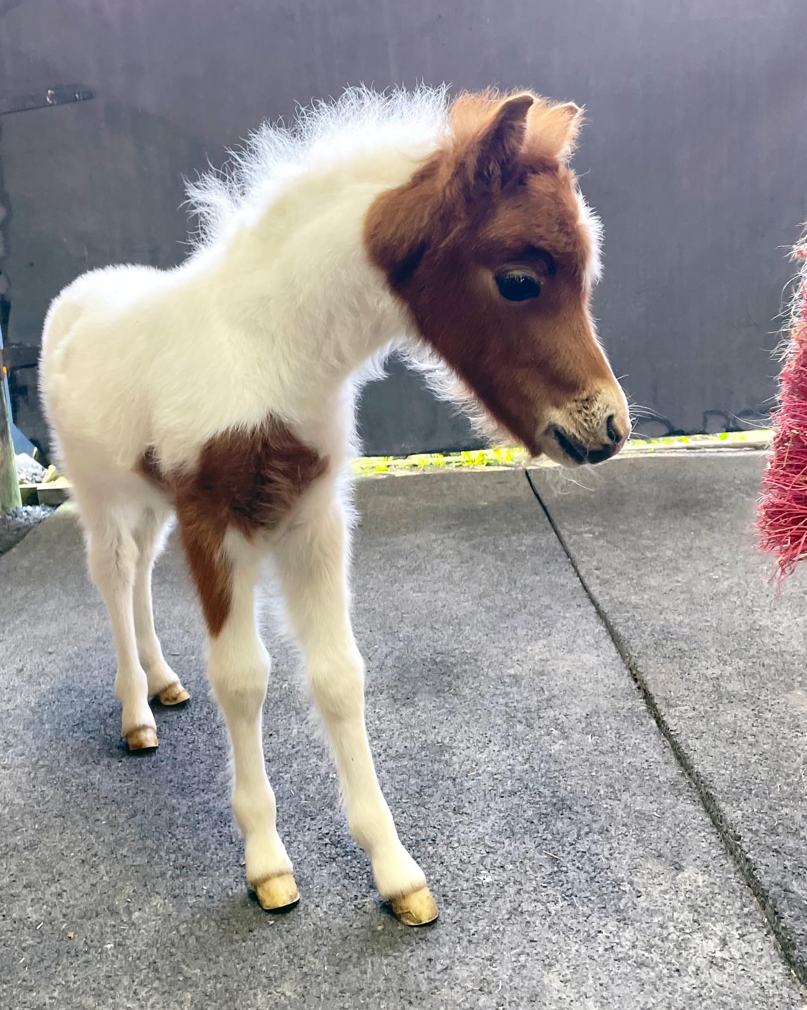 Horse gallery photo 11