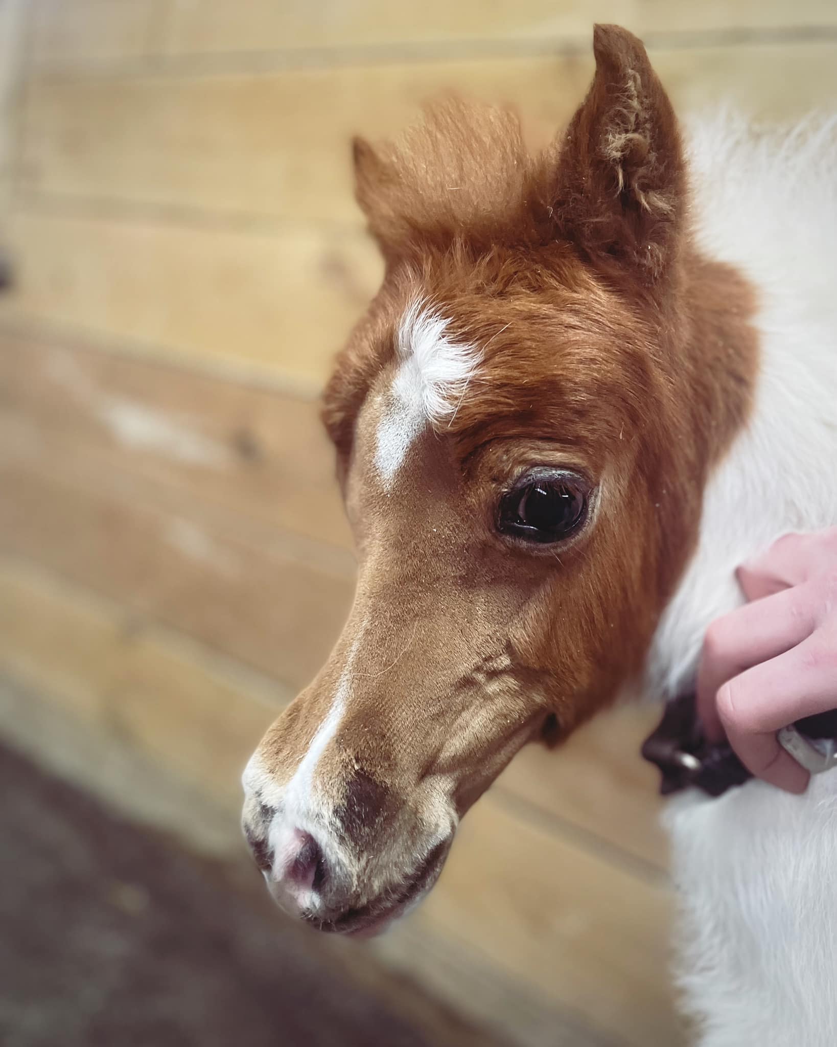 Horse gallery photo 8