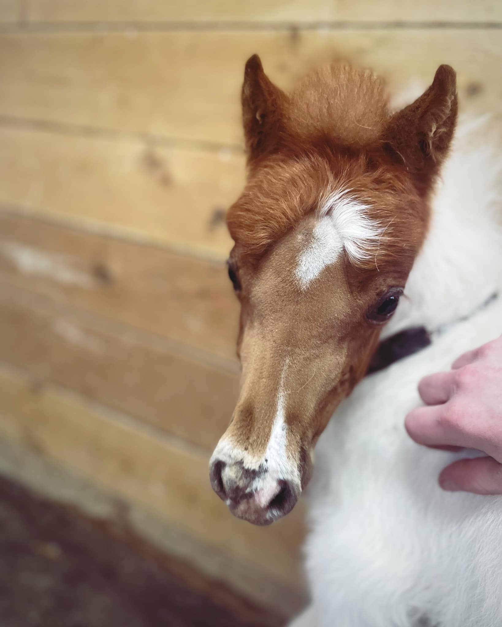 Horse gallery photo 6