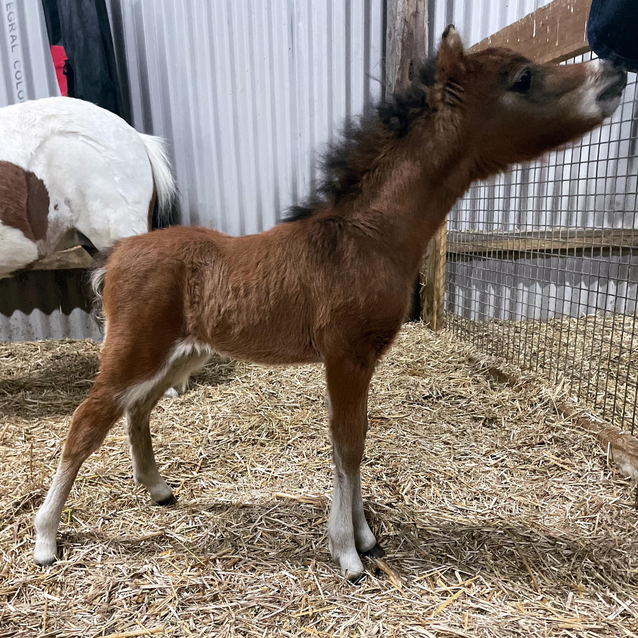 Horse gallery photo 4