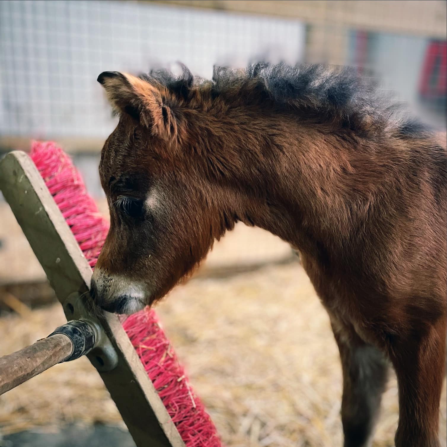 Horse gallery photo 1