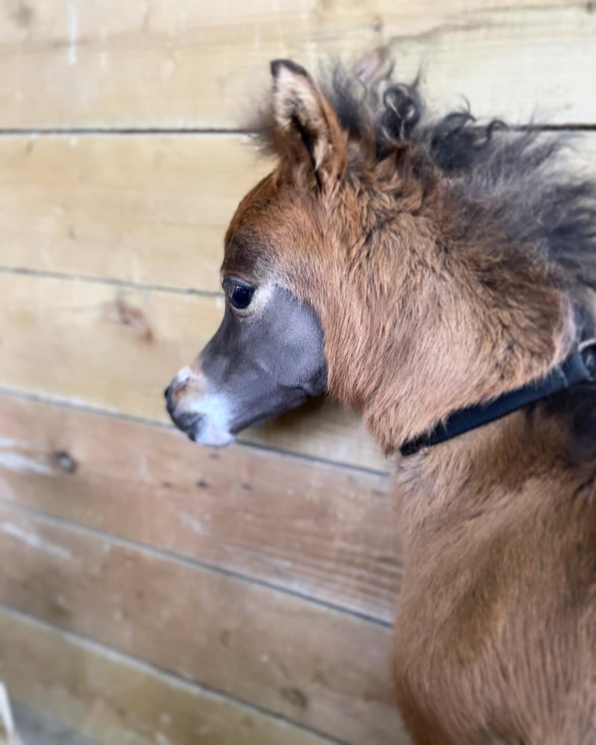 Horse gallery photo 2