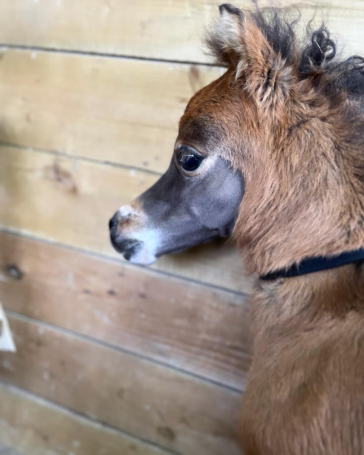Horse gallery photo 3