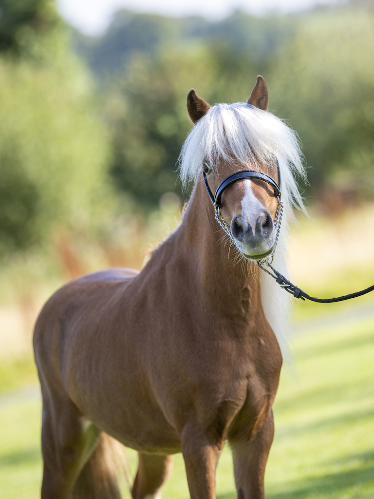 Horse gallery photo 6