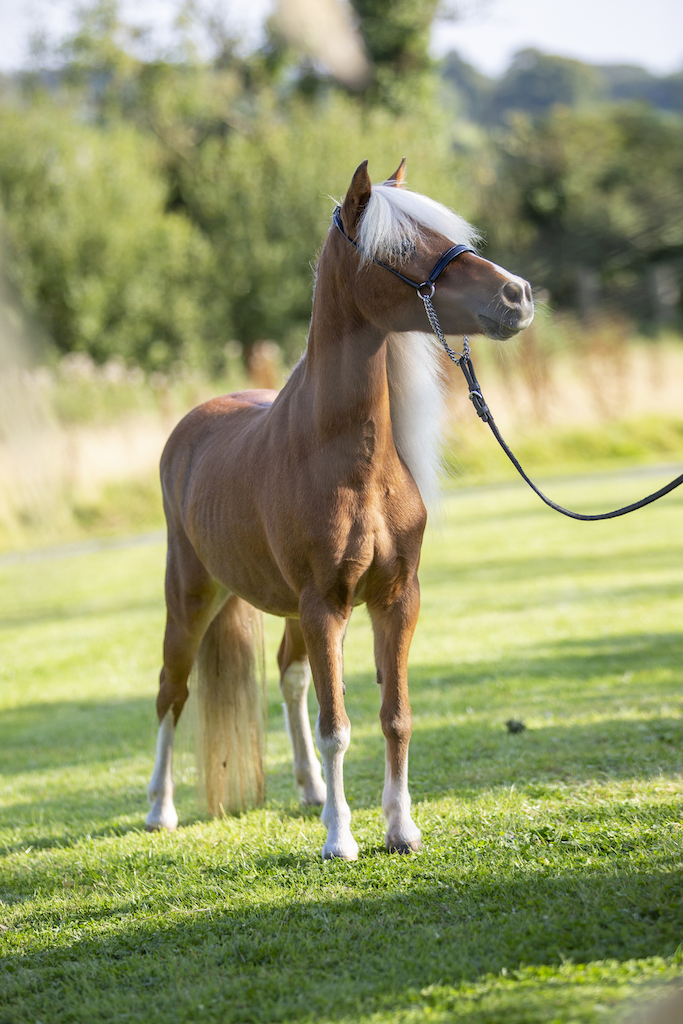 Horse gallery photo 4