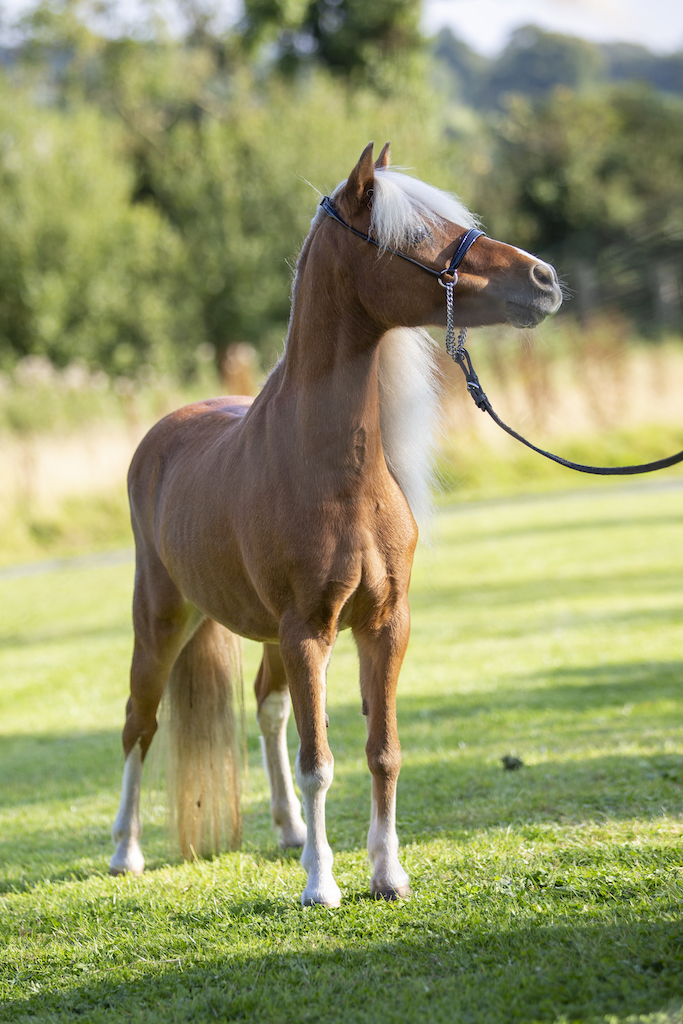 Horse gallery photo 7