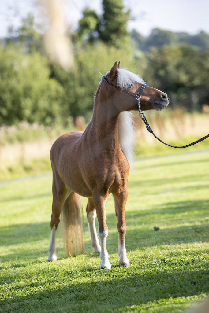 Horse gallery photo 1