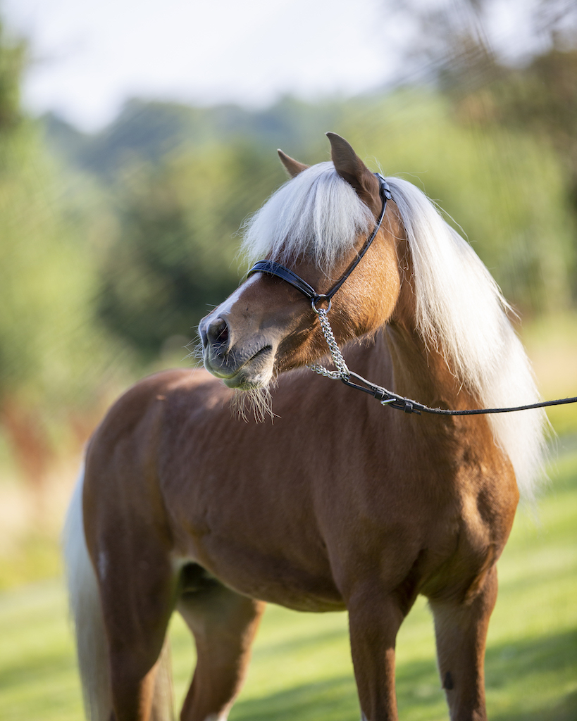 Horse gallery photo 2