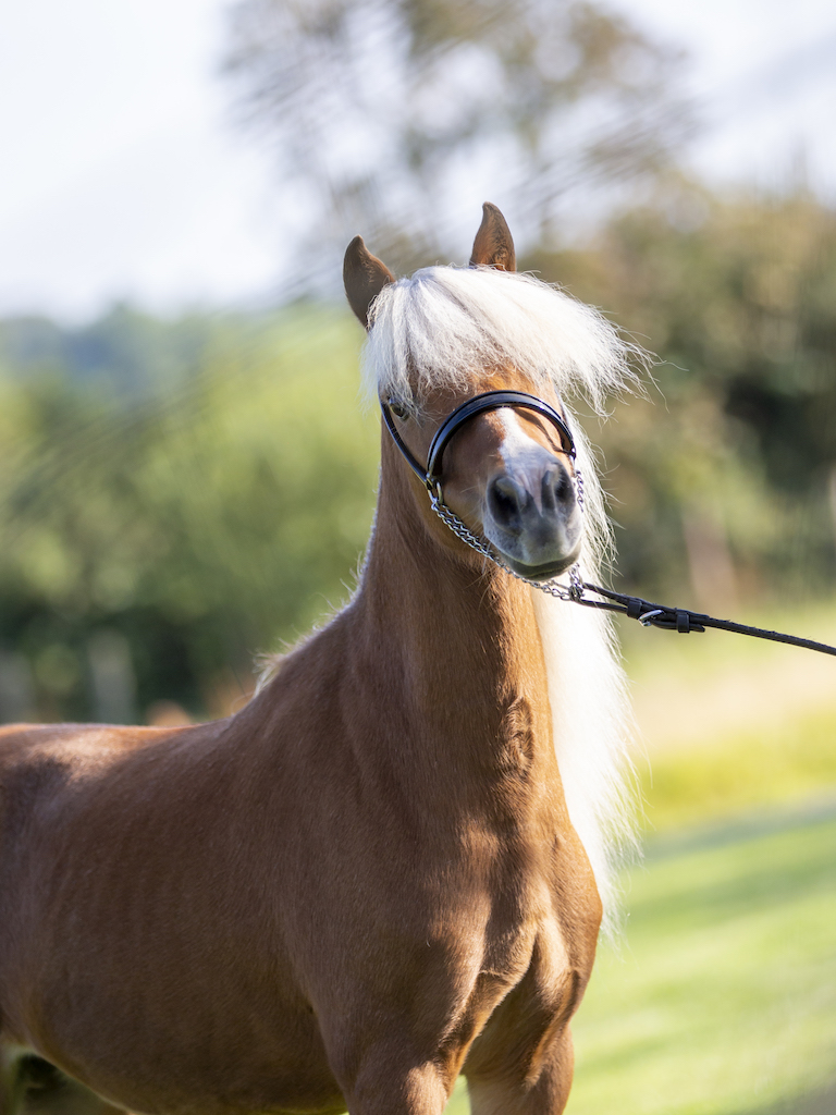 Horse gallery photo 5