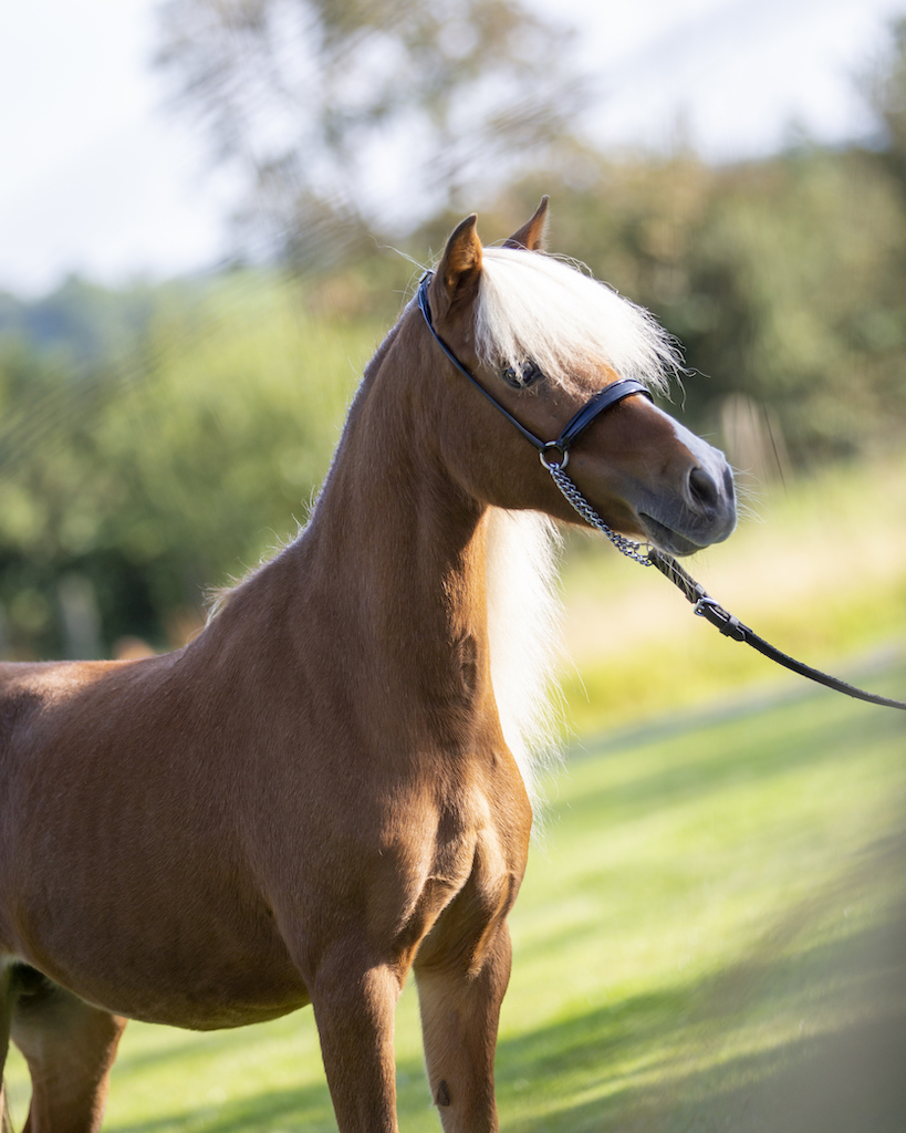 Horse gallery photo 8