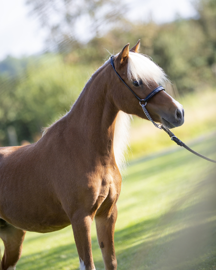 Horse gallery photo 9