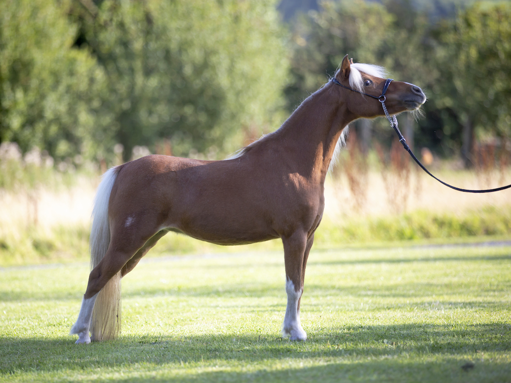 Horse gallery photo 3