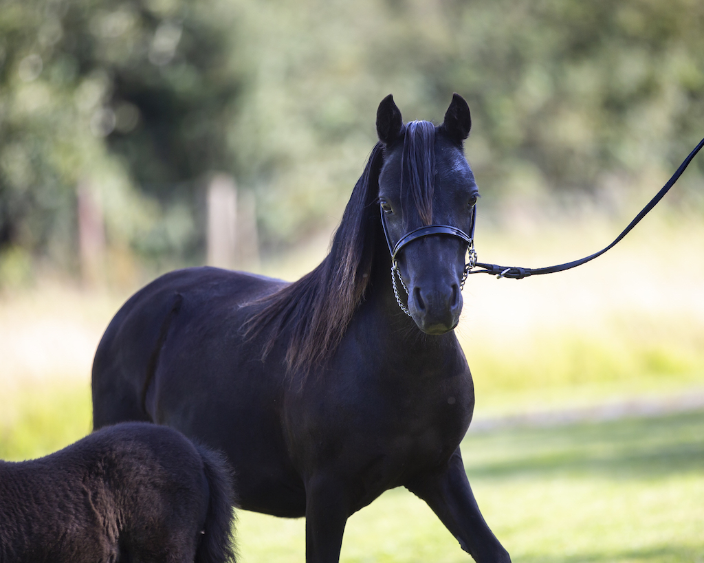 Horse gallery photo 3