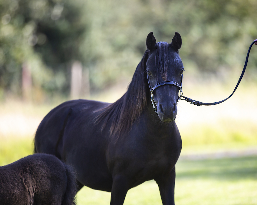 Horse gallery photo 7