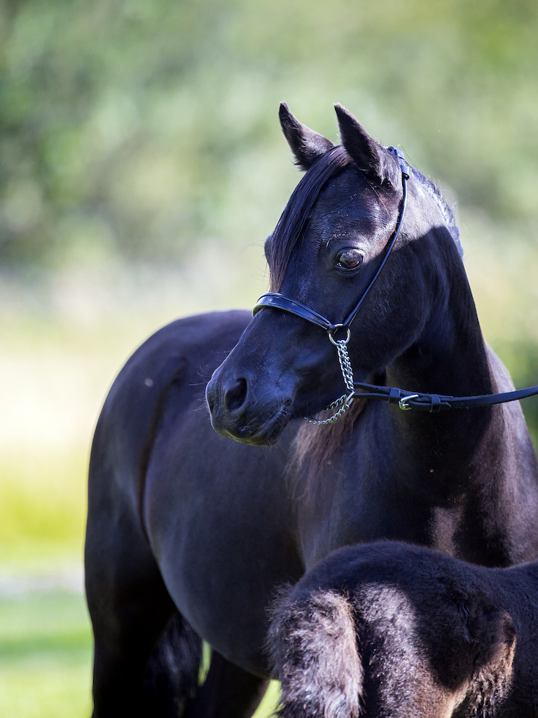 Horse gallery photo 5