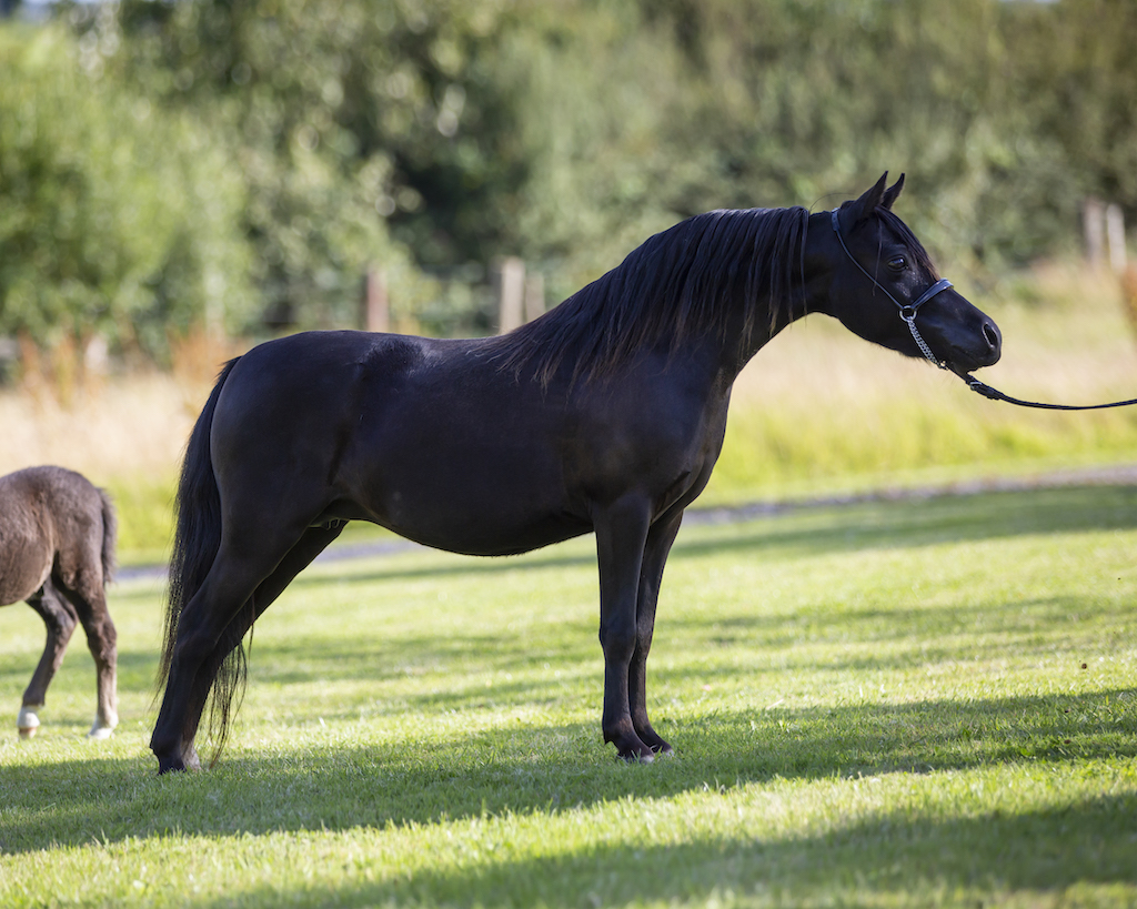 Horse gallery photo 8