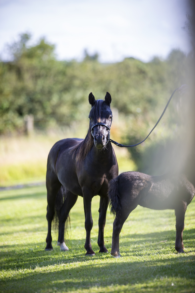 Horse gallery photo 9