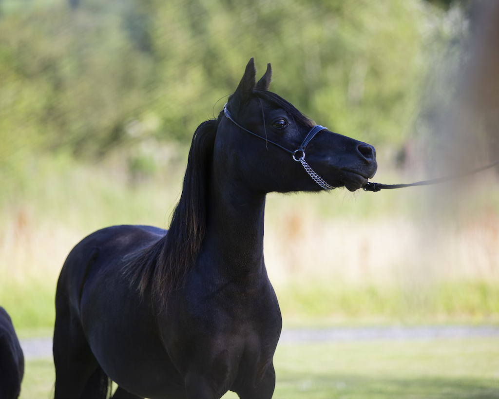 Horse gallery photo 4