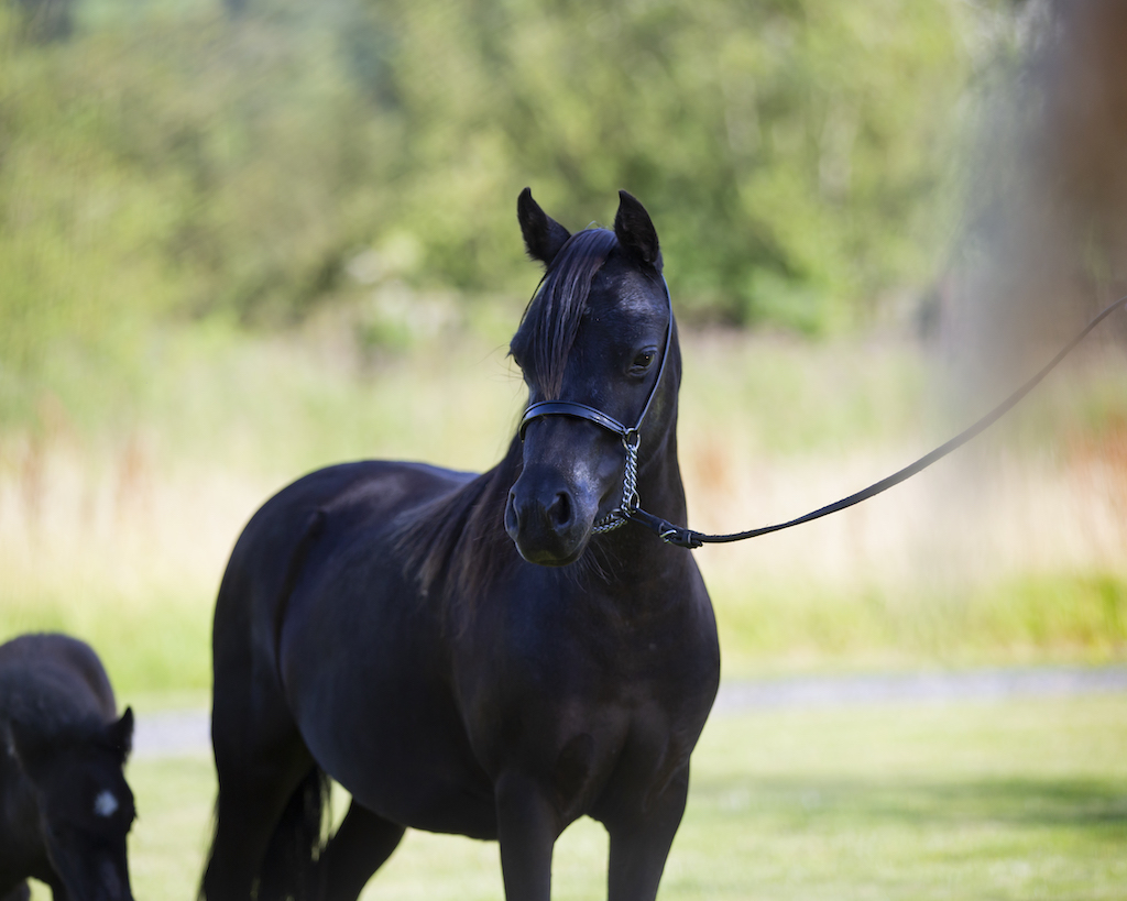 Horse gallery photo 10