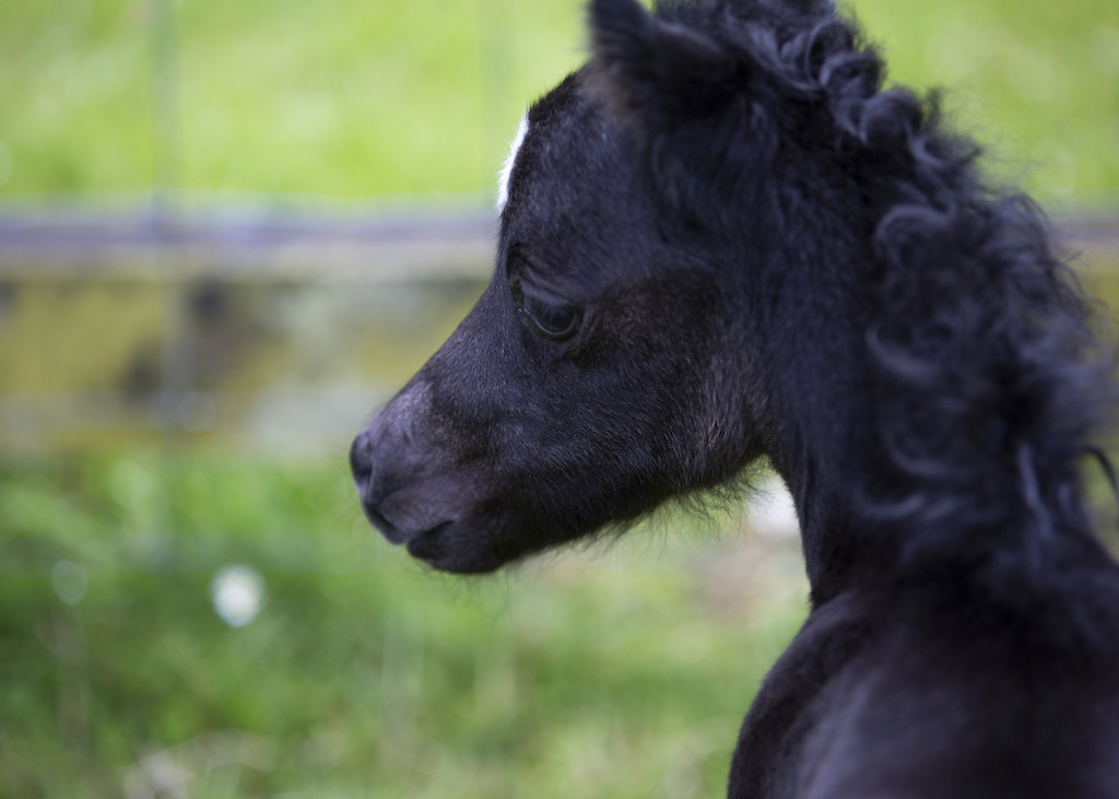 Horse gallery photo 2